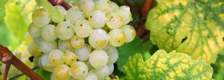 Weintrauben weiß; Bild Vicampo Weinbilder/Pixabay.com/CC0 Public Domain