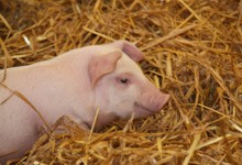 Ferkel im Stroh; Bild M. Stock LEL