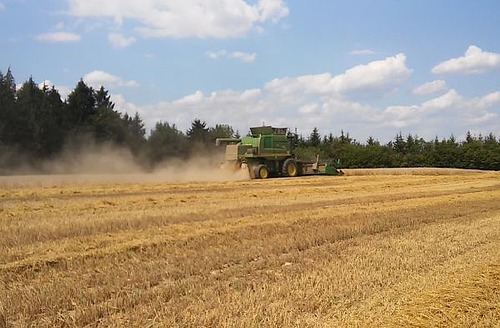 Mähdrescher in Weizenfeld; Bild Christine Leppert LEL