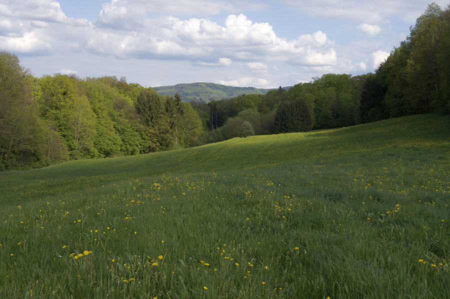 Wiese am Waldrand; Bild: Susanne Mezger LEL