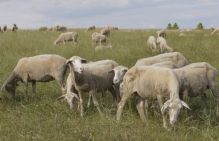 Bild: Merinoschafherde - Susanne Mezger/LEL