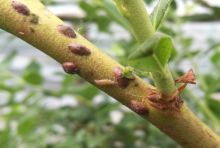 Eine Florfliegenlarve zwischen Napfschildläusen auf einem Heidelbeertrieb_