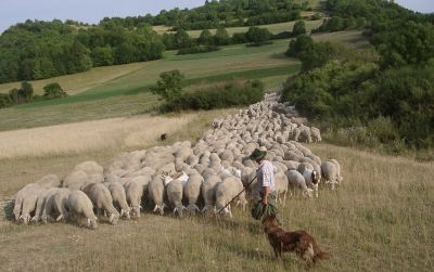 Schafherde mit Schäfer auf Wiese