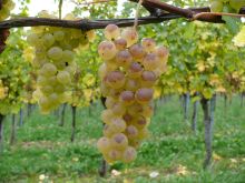 Reifer Gutedel Trauben; Bild Gottfried Bleyer WBI