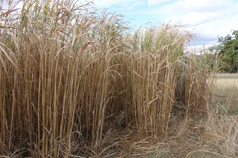 Miscanthusfeld 