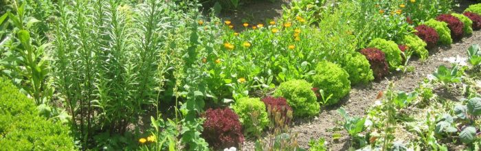 Bauerngarten Mosesmühle Bächlingen; Bild Hermann Wiest LEL